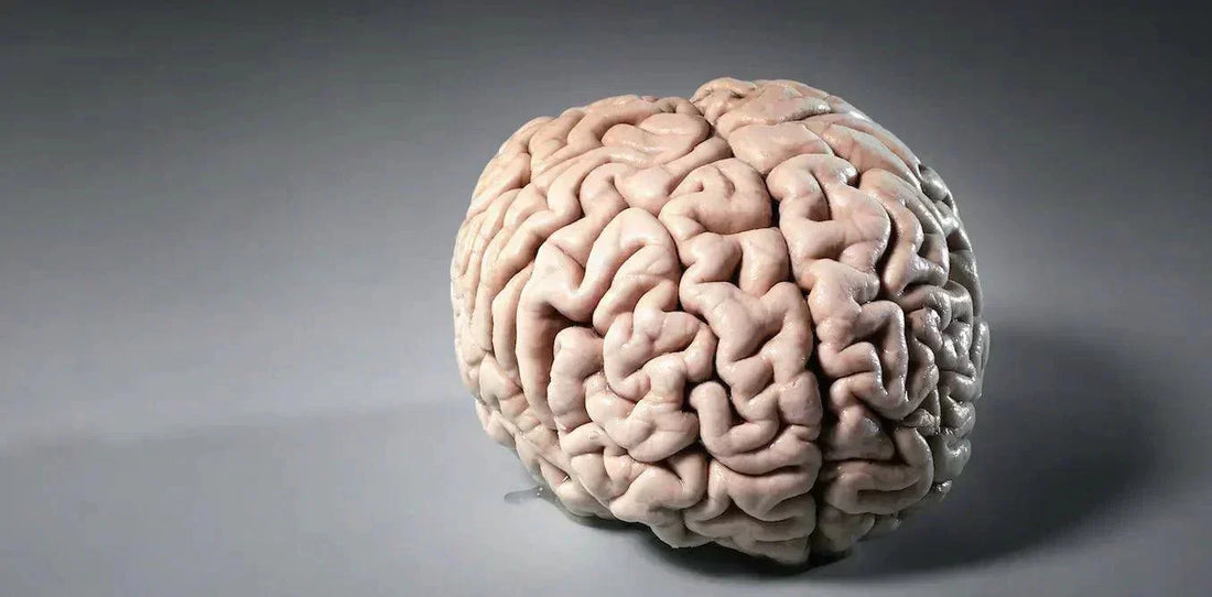 Shop Our Collection of Neuroscience Clothing and Accessories - SolisSleep