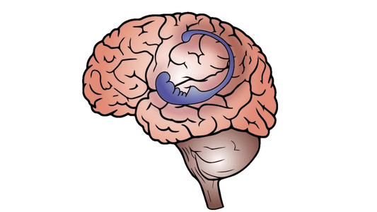 Memory and the Hippocampus - SolisSleep
