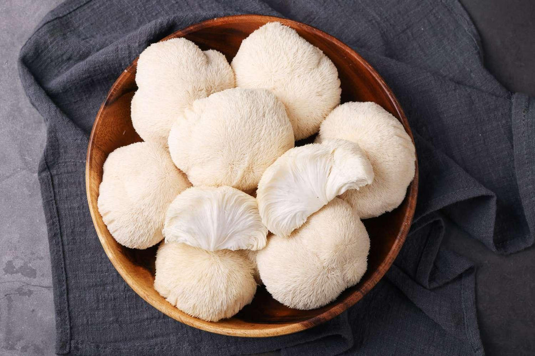 Unveiling the Neuroscientific Marvel of Lion's Mane Mushroom - SolisSleep