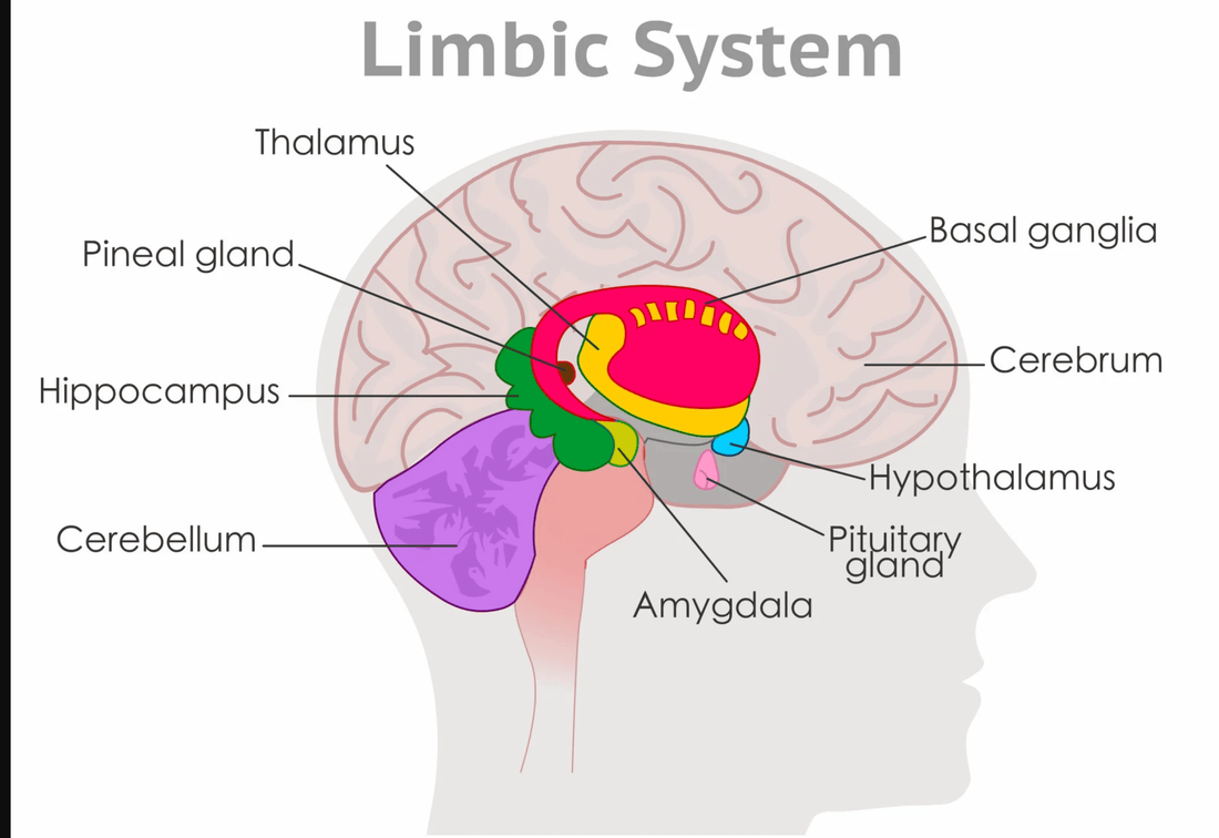 Exploring the Limbic System: Your Brain's Emotional Hub_BioBrainBuddies_