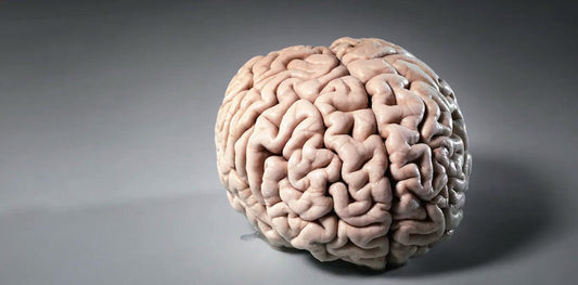 Get Your Brain On: Shop Our Collection of Neuroscience Clothing and Accessories BioBrainBuddies