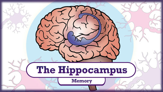 The Neuroscience of Memory: Understanding the Hippocampus and Memory Pathways