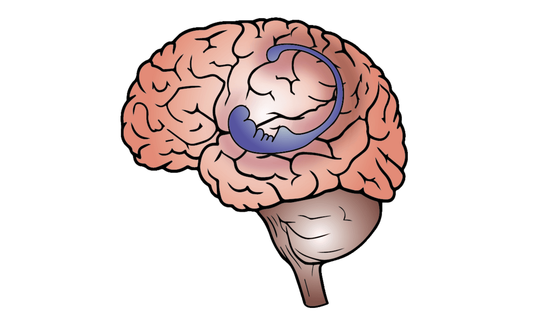 Memory and the Hippocampus_BioBrainBuddies_