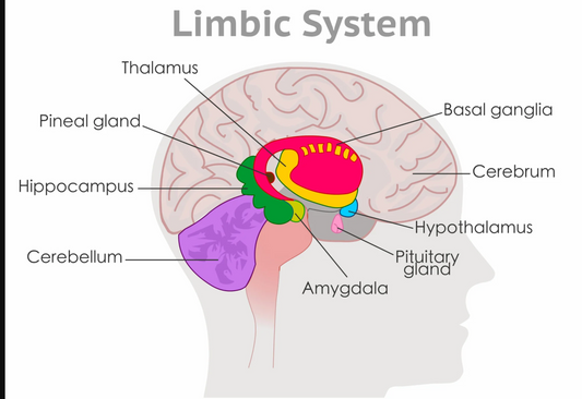 Exploring the Limbic System: Your Brain's Emotional Hub