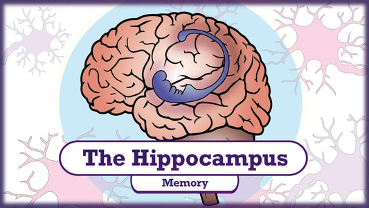 The Neuroscience of Memory: Understanding the Hippocampus and Memory Pathways_BioBrainBuddies_