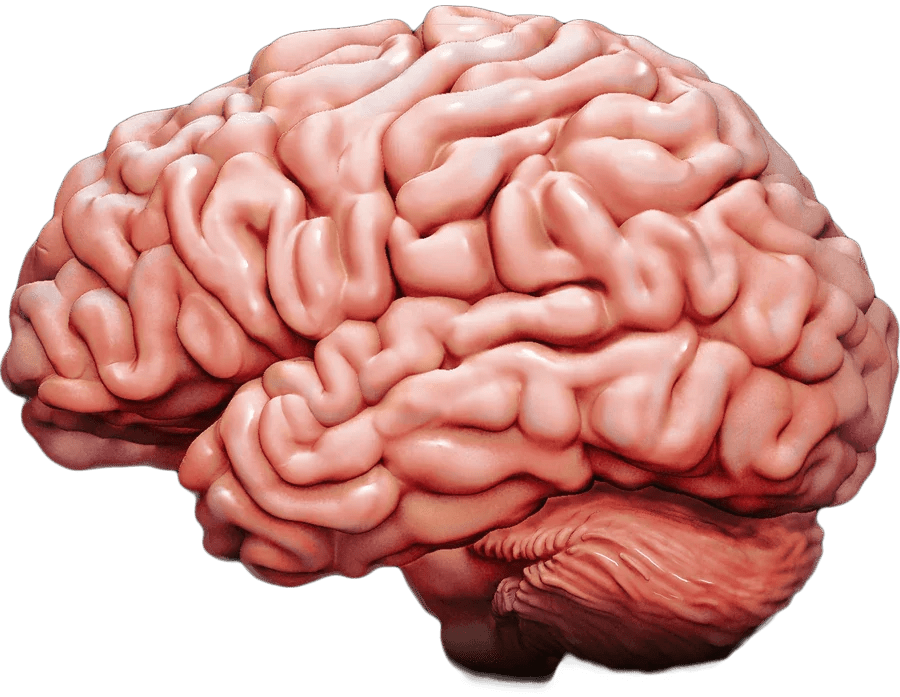 The Latest in Brain Research: New Discoveries and How They're Impacting Our Understanding of the Mind - BioBrainBuddies