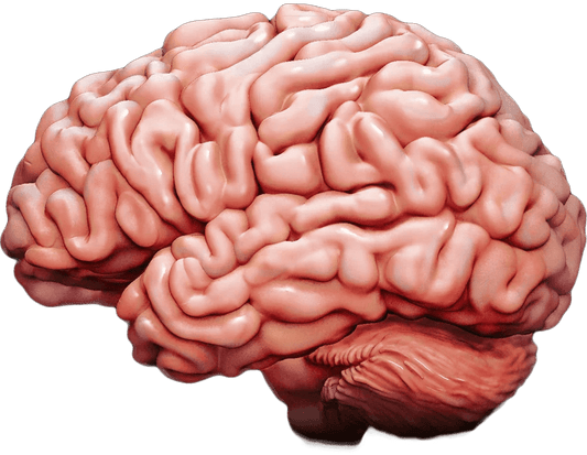 The Latest in Brain Research: New Discoveries and How They're Impacting Our Understanding of the Mind - BioBrainBuddies