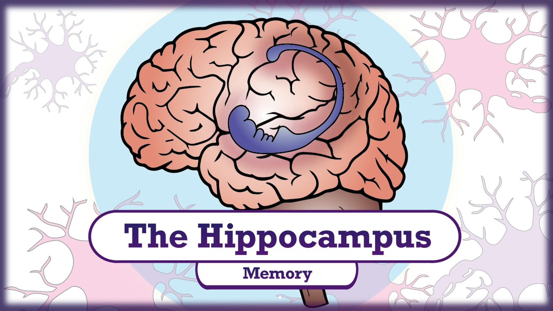 Load video: Memory and the Hippocampus Video