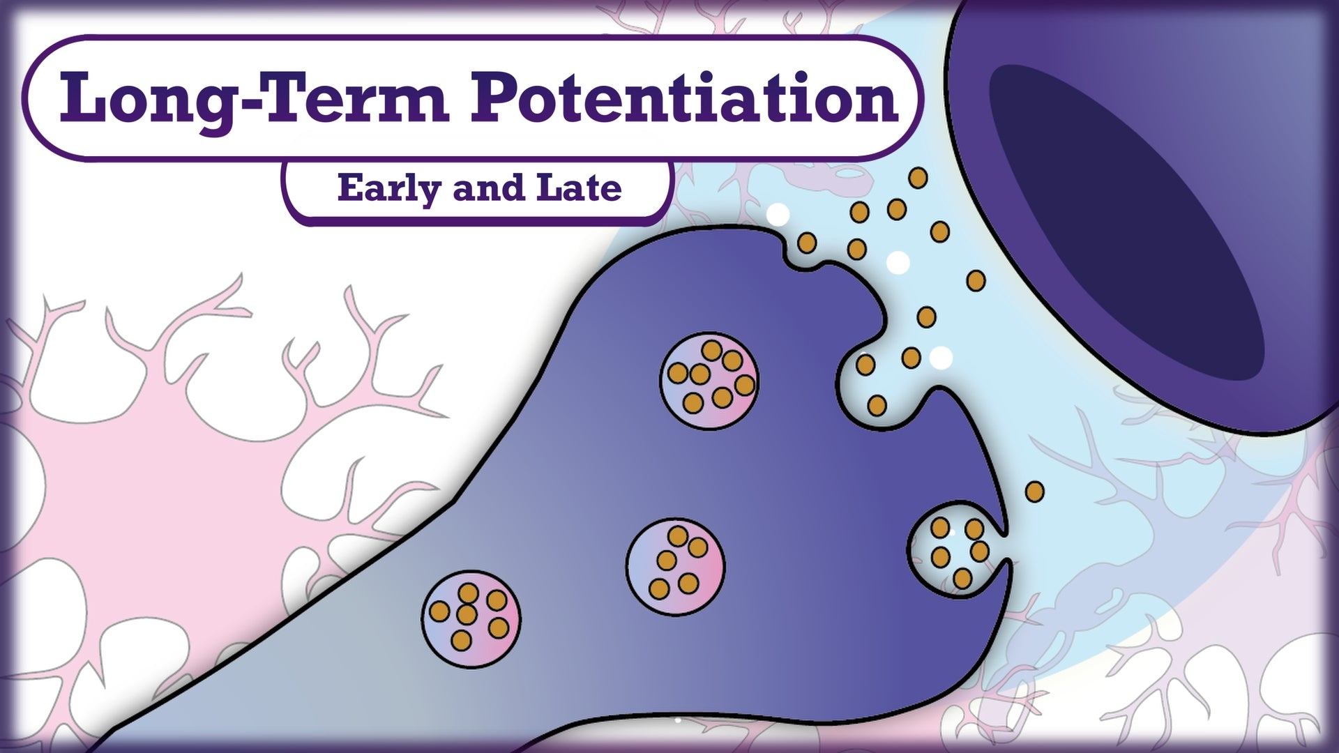 Load video: Memory and Learning: Long-Term Potentiation (LTP)